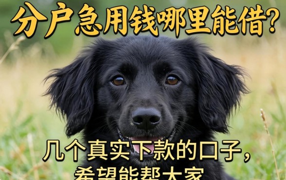 黑户急用钱哪里能借？分享几个真实下款的口子，希望能帮到大家！